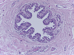 http://www.bioimaging2015.ineb.up.pt/challenge_files/image001.png