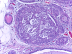 http://www.bioimaging2015.ineb.up.pt/challenge_files/image002.png