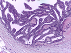 http://www.bioimaging2015.ineb.up.pt/challenge_files/image003.png